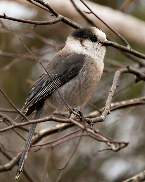 Grey Jay close-up profile view perched on branch with blur background in its environment and habitat. Image. Picture. Portrait. Grey Jay Stock Photo. - Foto, Imagem