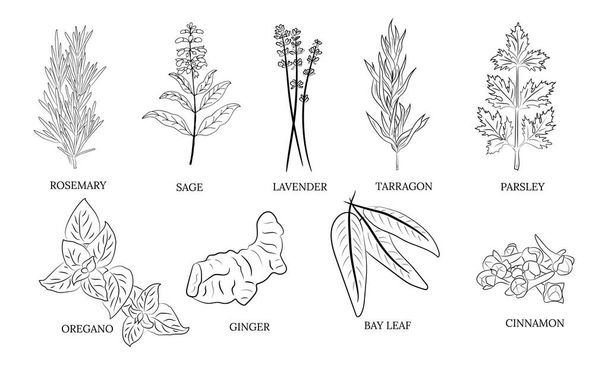 Herbs and spices collection. Vector Collection of hand drawn Spices and Herbs. Botanical plant illustration. Vintage Medicinal Herbs and plants.  - Vetor, Imagem