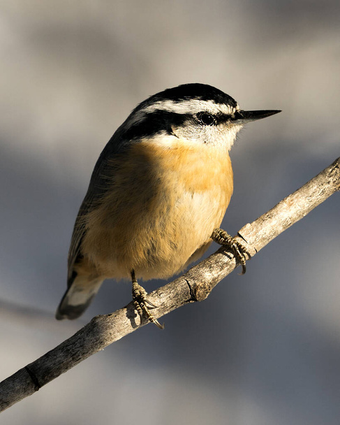 Nuthatch close-up profile view perched on a tree branch in its environment and habitat with a blur background, displaying feather plumage and bird tail.  Image. Picture. Portrait. Nuthatch stock photos.  - Foto, afbeelding