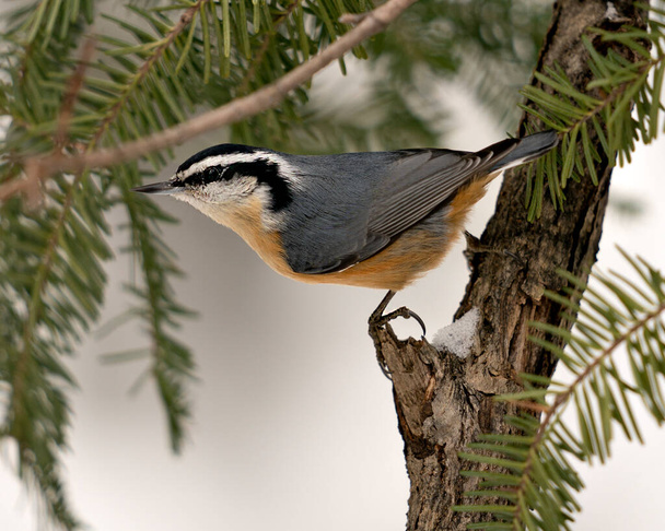 Nuthatch close-up profile view perched on a tree branch in its environment and habitat with a blur background, displaying feather plumage and bird tail. Image. Picture. Portrait. Nuthatch Stock Photos.  - Foto, Bild