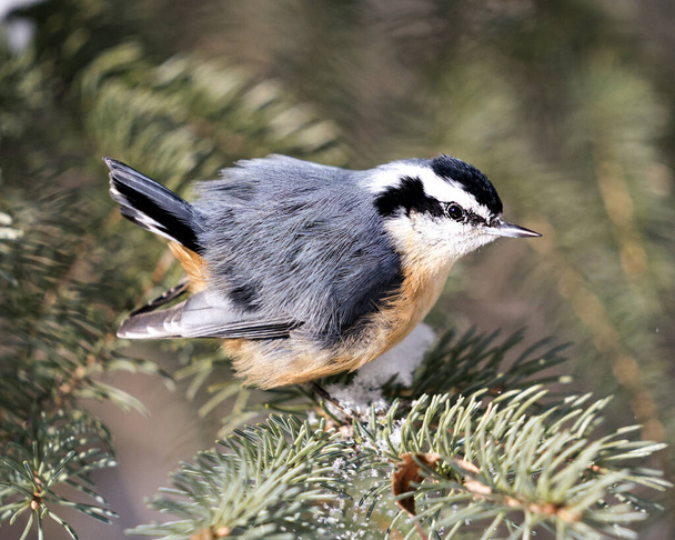 Nuthatch close-up profile view perched on a tree branch in its environment and habitat with a blur background, displaying fluffy feather wings and bird tail.  Image. Picture. Portrait. Nuthatch Stock Photos.  - Foto, Bild