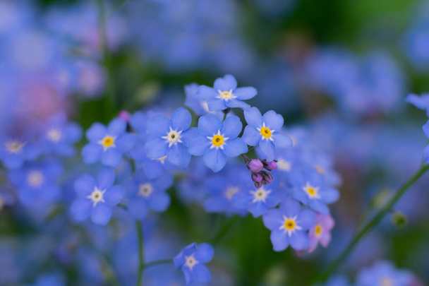 Wonderful blue small forget-me-not flowers with bright yellow cores as floral background.Macro photo close up - 写真・画像