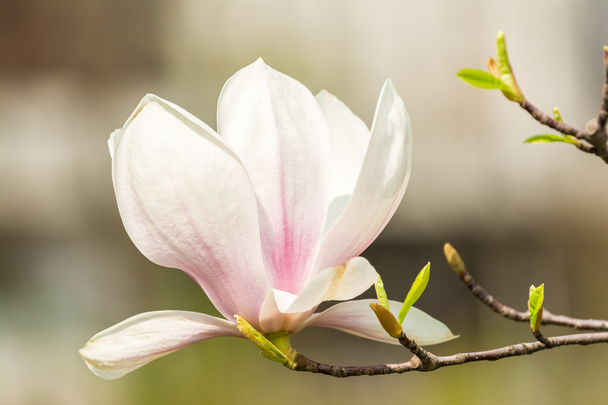 Magnolia drzewo kwiat kwitnąć - Zdjęcie, obraz