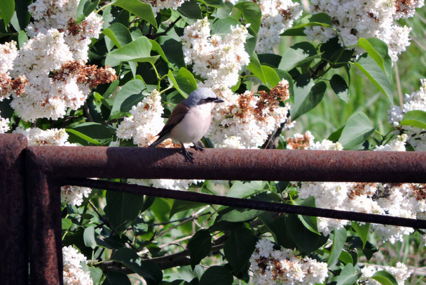A portrait of a male red-backed shrike sitting on a metal rusty fence, a lilac bush in bloom in the background, white lilac flowers - Photo, Image