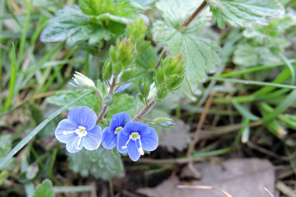 Modrý germander speedwell květiny v close-up - Fotografie, Obrázek