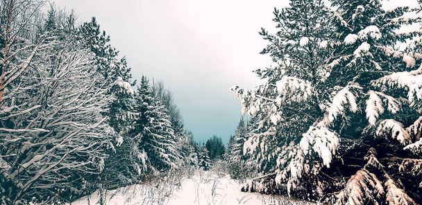 La strada passa attraverso una foresta invernale innevata. Foresta invernale. - Foto, immagini