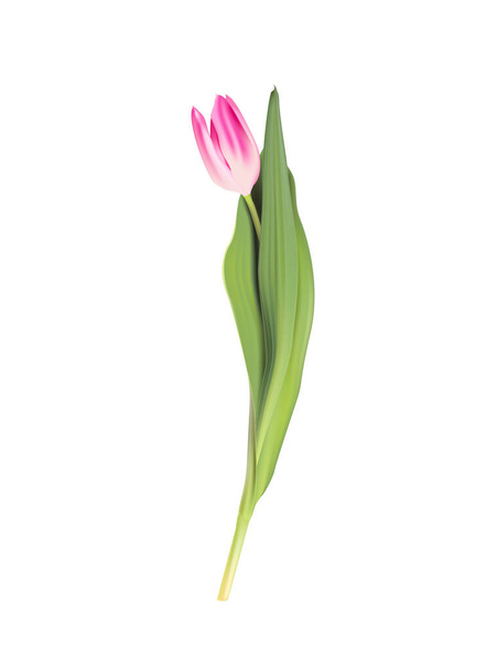 Flor de tulipán rosa sobre fondo blanco - Vector, Imagen
