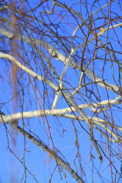 青い空に対する白い枝 - 写真・画像