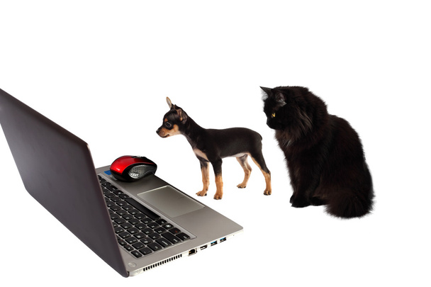 Cane cucciolo con gatto di fronte a un computer portatile isolato su dorso bianco
 - Foto, immagini