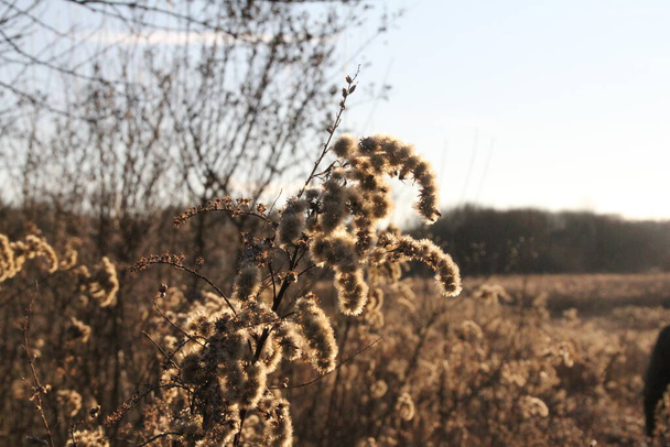 suche rośliny na polu, suszone zioła i trawy zimą, światło oświetlające łąkę zimową - Zdjęcie, obraz