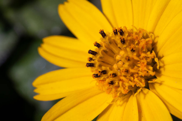 Sphagneticola calendulacea żółty kwiat na Bliskim Wschodzie bardzo blisko szuka centrum makro fotografii. - Zdjęcie, obraz