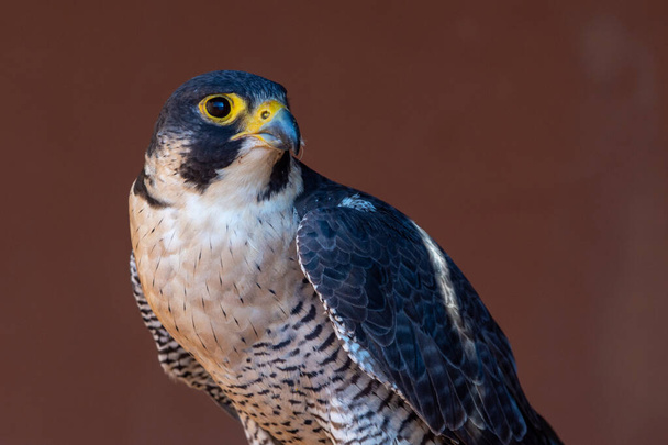 Peregrine Falcon (Falco peregrinus) very close up. Falconry or keeping falcons and racing them in the middle east. - Photo, Image