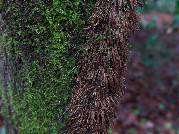Mossy tree trunk in woods with thick ivy stem attached to bark - Photo, Image