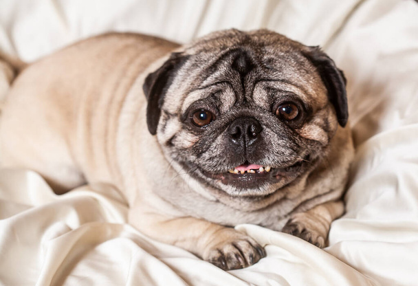An adult brown pug, a beautiful smooth-haired dog sits at home - Photo, Image