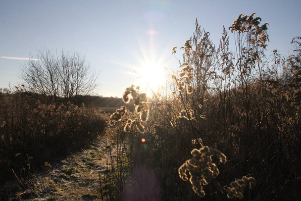 suche rośliny na polu, suszone zioła i trawy zimą, światło oświetlające łąkę zimową - Zdjęcie, obraz