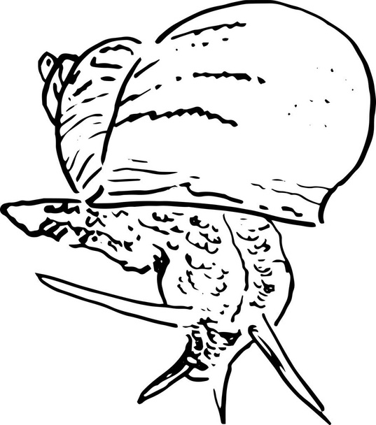   illustration of a snail in hand drawing style. vector - Vettoriali, immagini