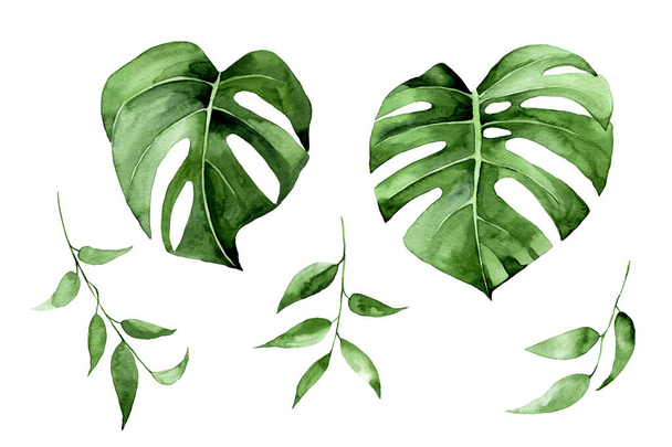 watercolor illustration. set of tropical leaves of green color isolated on white background. monstera leaves, clipart - Photo, Image