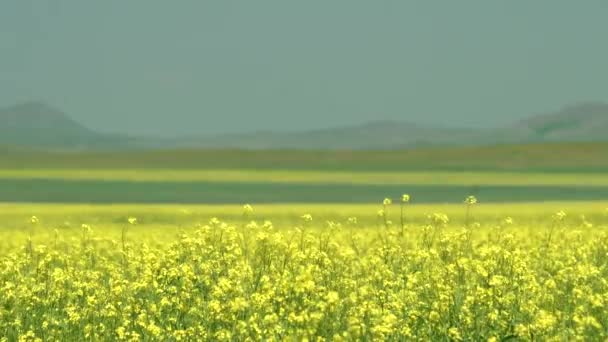 Yellow blooming canola flower field.Plantation grassland prairie meadowwold pasture steppe plateau stablland plain arable cultivable agriculture farming cultivating plants soil cultivation growing tillage vastcolza rapeseed flowers nature 4K. - Кадры, видео