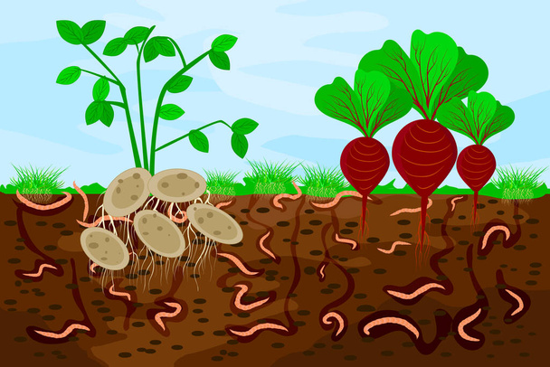 Bodenschnitt mit Regenwürmern und Gemüse. Regenwürmer im Gartenboden. Luft und Wasser gelangen durch Regenwürmer in den Boden. Gemüse frisch in eine Schicht Erde mit Wurm einpflanzen. Illustration eines Aktienvektors - Vektor, Bild