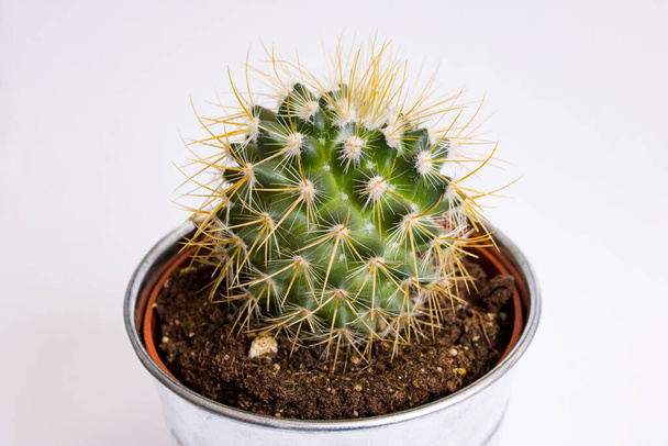 Zielony kaktus w kształcie piłki na białym tle zbliżenie - Zdjęcie, obraz