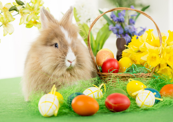 húsvéti nyúl - Fotó, kép