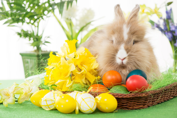 Easter Bunny - Фото, изображение
