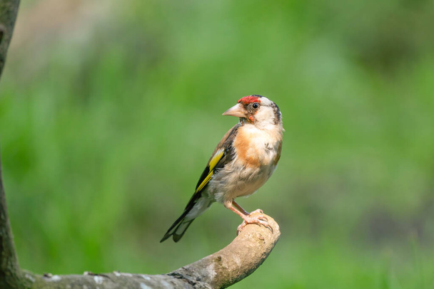 European Goldfinch, Carduelis carduelis. Looks back, sitting on a branch. Green background - Photo, Image