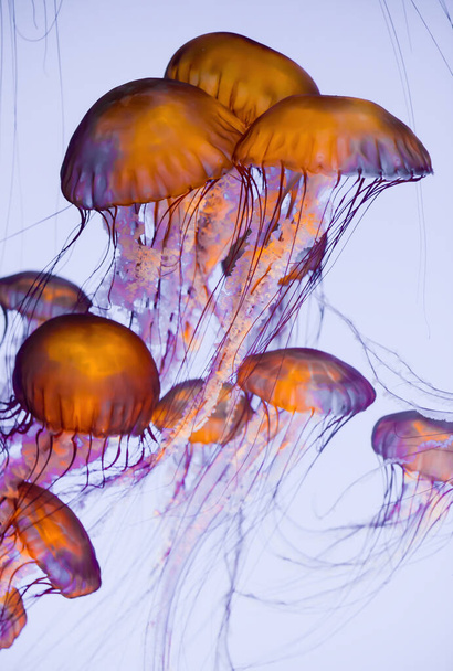 Un grupo de medusas marinas o medusas - Foto, Imagen