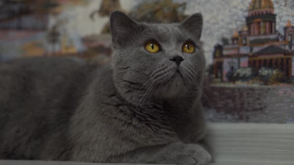 Eine schöne britische Katze liegt in der Nähe der Mauer und sucht nach Beute - Filmmaterial, Video