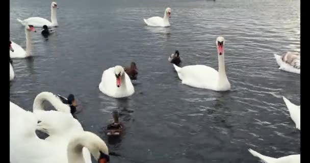 Swans and ducks swim on the river. Graceful birds are a symbol of love - Footage, Video