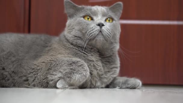 Un soffice gatto britannico si trova vicino alla porta e si guarda intorno - Filmati, video
