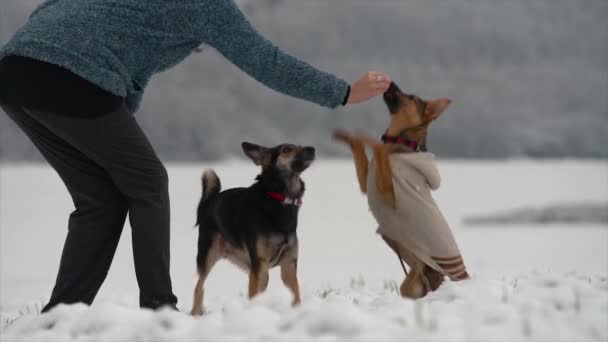 Šťastní psi cvičí v zimní přírodě. - Záběry, video