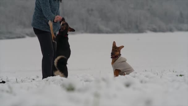 Szczęśliwe psy na świeżym powietrzu w zimowej naturze. Słodki szczeniak - Materiał filmowy, wideo