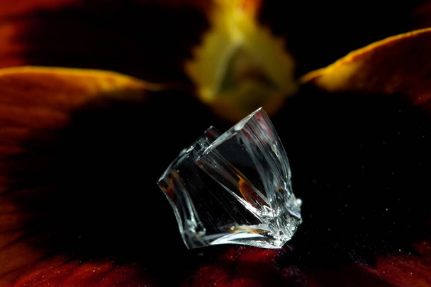 Un fragmento de vidrio en el pétalo de la flor - Foto, imagen