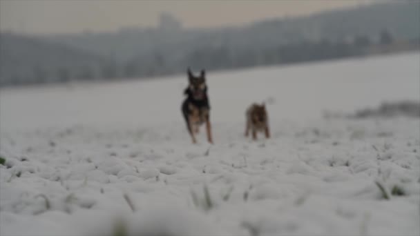 冬の自然の中で幸せなかわいい犬. - 映像、動画