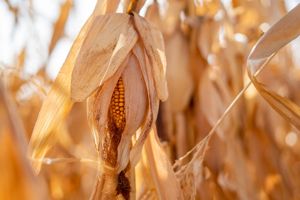 Rural landscape: Field of corn ready for harvest - Fotó, kép