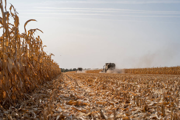 Harvesting ripe dry corn in the field with a green harvester - Foto, Imagen
