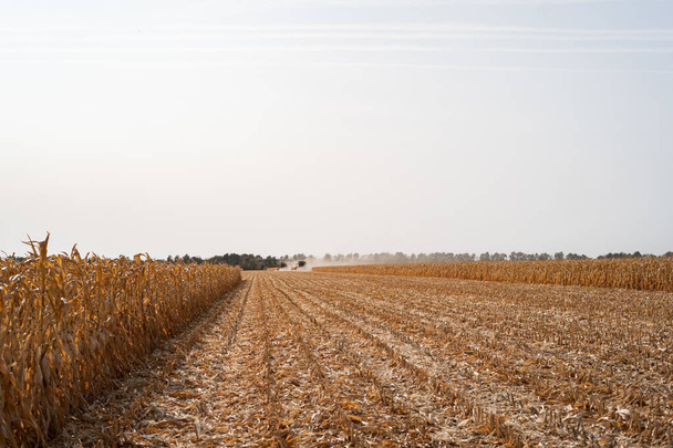 Cosechando maíz seco maduro en el campo con una cosechadora verde - Foto, Imagen
