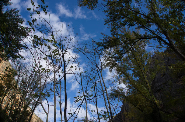 Blicken Sie hinauf in den blauen Himmel mit weißen Wolken durch die hohen kahlen Bäume eines Mischwaldes in Spanien - Foto, Bild