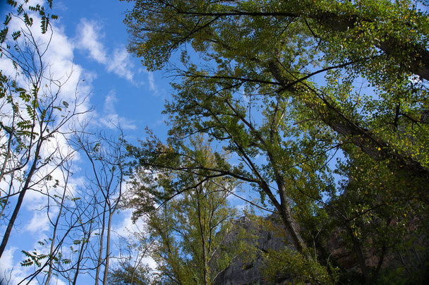 Pohleď vzhůru k modré obloze s bílými mraky skrz vysoké holé stromy smíšeného lesa ve Španělsku - Fotografie, Obrázek