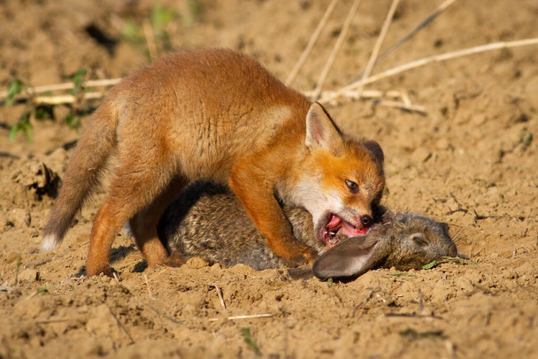 Red fox cub feeding on dead rabbit lying on the ground near its den. - Photo, Image