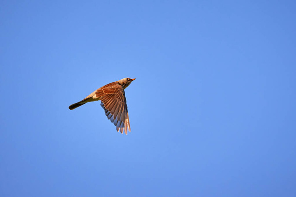 Fieldfare in flight (Turdus pilaris), Bird in flight - Photo, Image