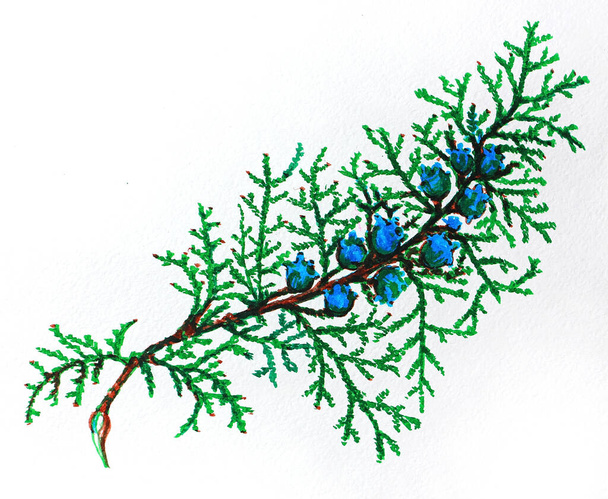 grüner Zypressenzweig mit Zapfen, per Aquarell auf weißem Papier gemalt, Illustration, isoliert - Foto, Bild
