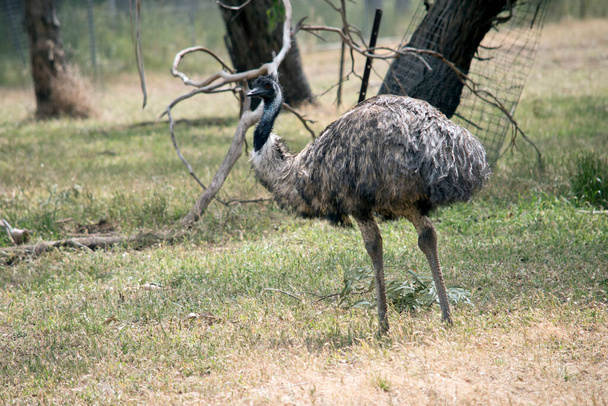 the Australian emu is a tall flightless bird with long feathers on its body.  It has black feathers on its neck and head - Photo, image