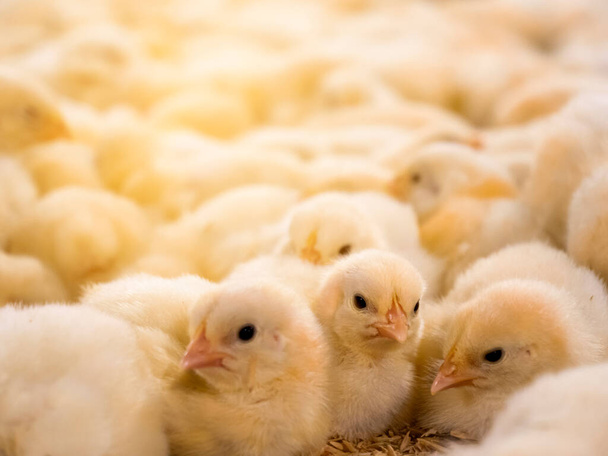 Sarı civcivler çiftliğe yerleşip sarı ışık arka planlı tavuk çiftliği resimleriyle beslenmeye başladılar. - Fotoğraf, Görsel