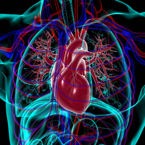 Tüdő emberi légzőrendszer anatómia orvosi koncepció 3D illusztráció - Fotó, kép