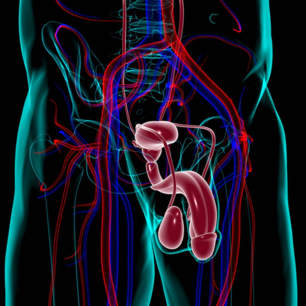 Anatomia męskiego układu rozrodczego dla koncepcji medycznej Ilustracja 3D - Zdjęcie, obraz