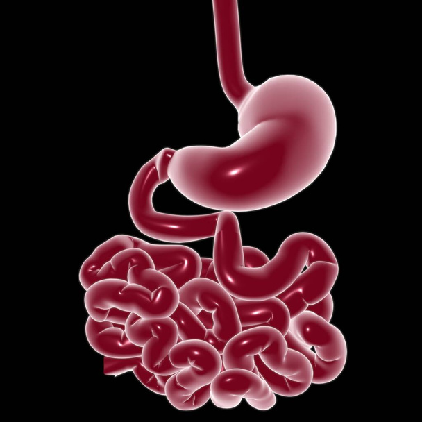 Anatomia żołądka Ludzki układ trawienny dla koncepcji medycznej Ilustracja 3D - Zdjęcie, obraz