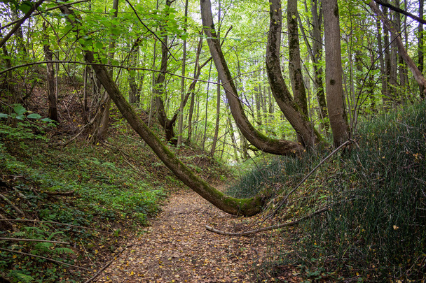 A ravine in a forest with twisted trees growing on a slope. Mysterious forest with crooked trees - Foto, immagini