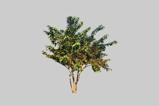 Reine arbre isolé ou lagerstroemia speciosa arbre avec des chemins de coupe. - Photo, image